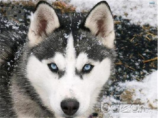 χασκι σιβιριασ